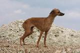 PETIT LEVRIER ITALIEN - ITALIAN GREYHOUND